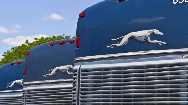 shutterstock image of greyhound buses