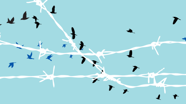 bird behind barbed wire