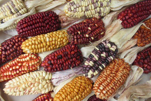 colorful dried corncobs