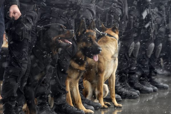 Police canine sitting at feet of law enforcement.