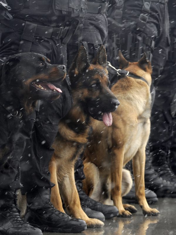 Police canine sitting at feet of law enforcement.
