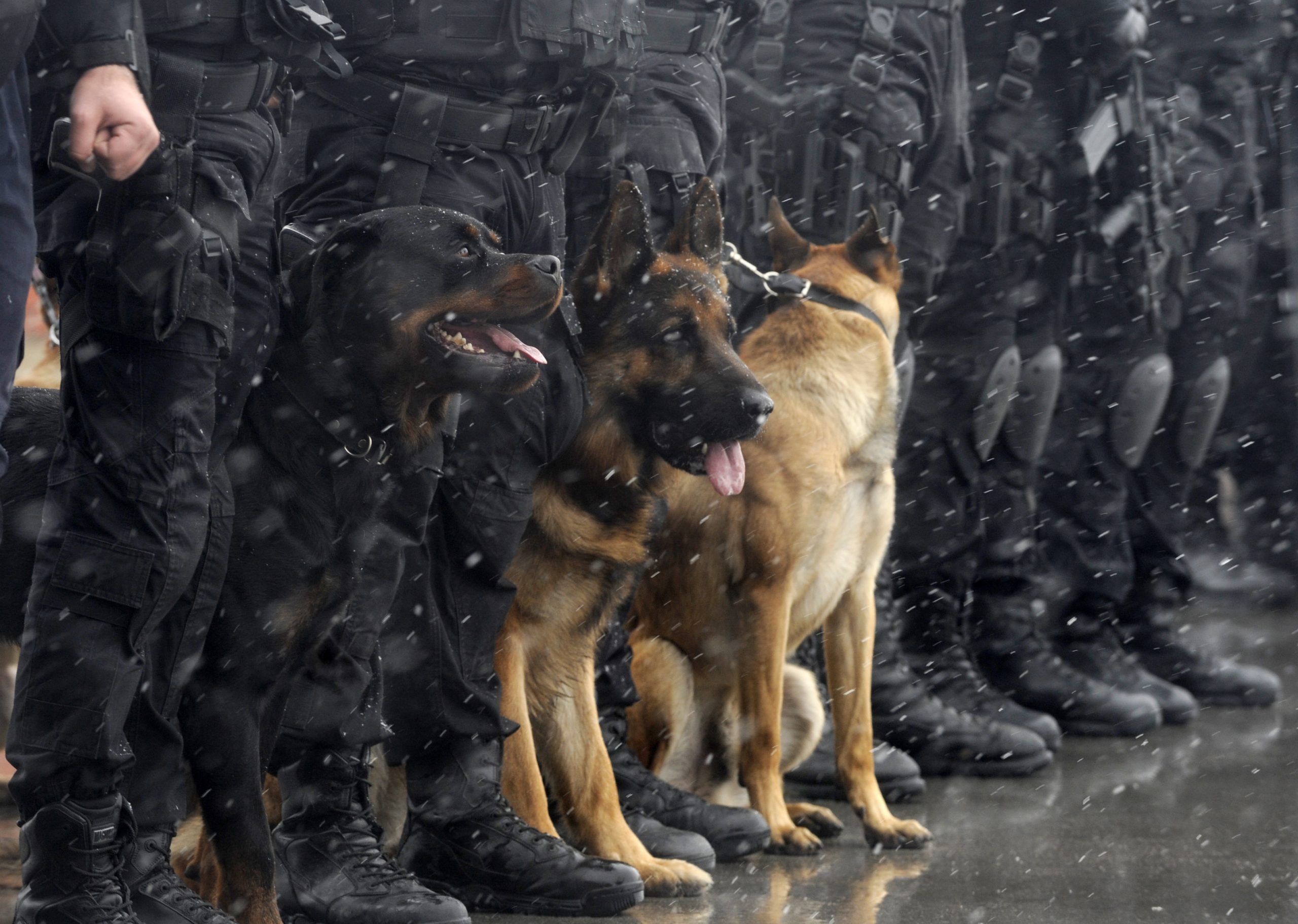Police canine sitting at feet of law enforcement.