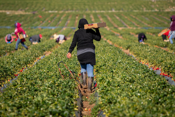 Farm workers in a strawberry field.